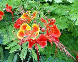 Dwarf Poinciana